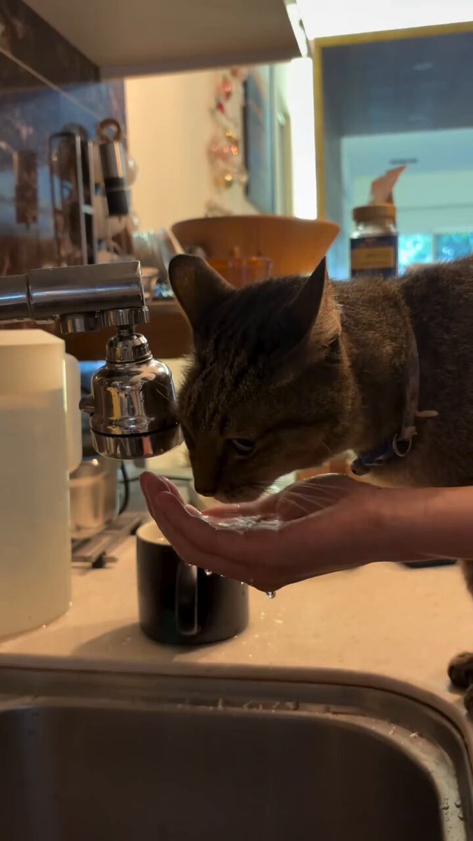 CAT LOVERS - https://t.co/66eERd4Xh4