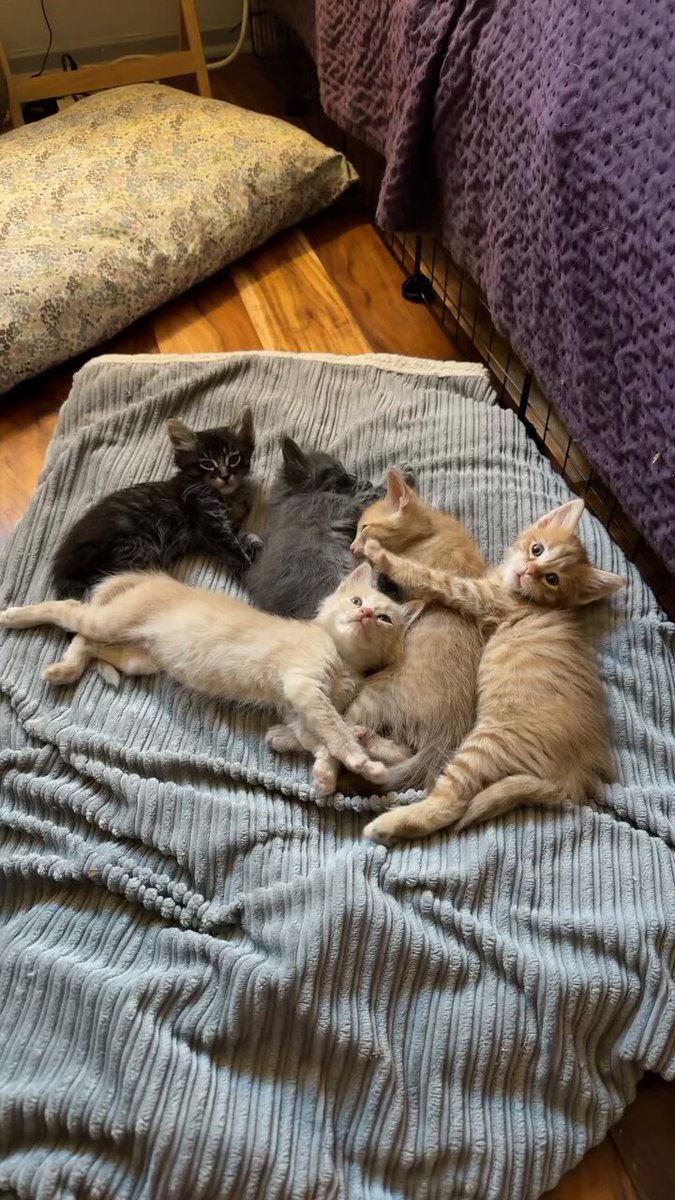 CAT LOVERS - https://t.co/ehWrV800RE