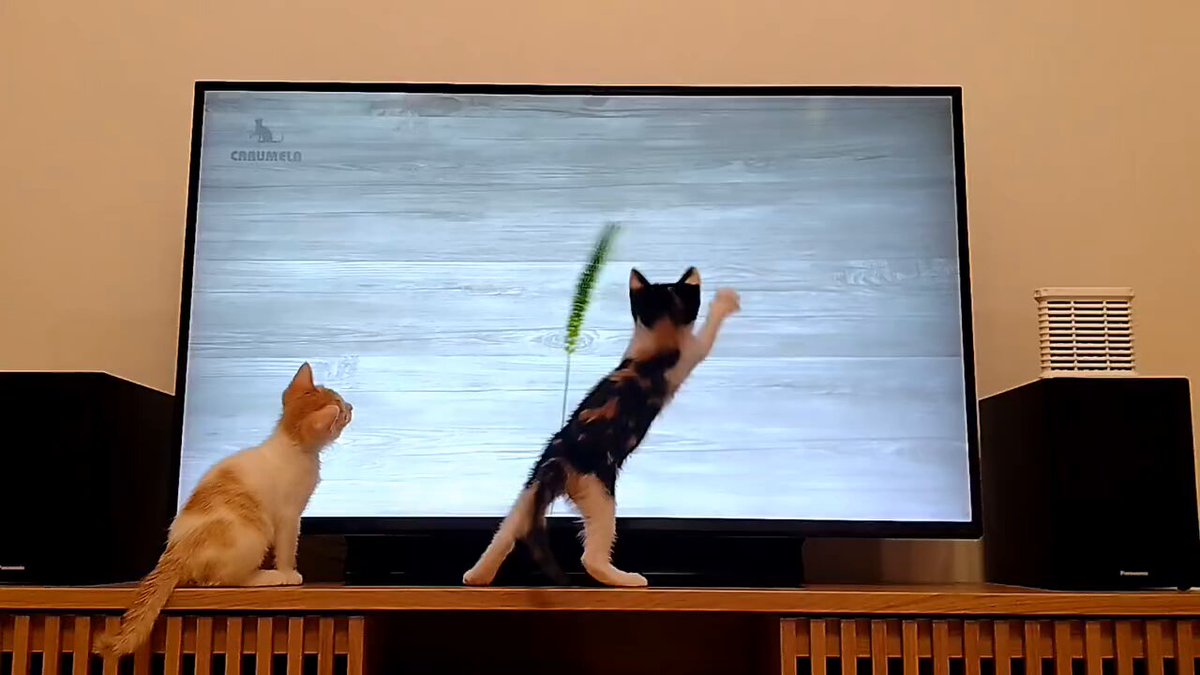 CAT LOVERS - https://t.co/ca77U1hjzV
