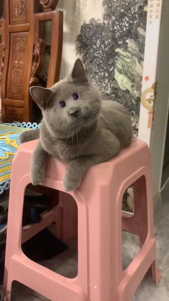 Punch Cat - https://t.co/DmagmaACrQ