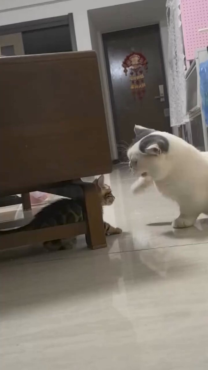 CAT LOVERS - https://t.co/UsGrEgHWG9