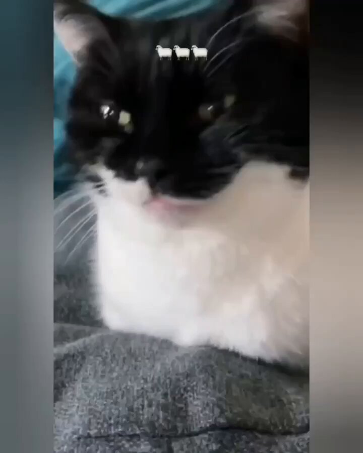 Punch Cat - https://t.co/GXYv6rPwAV