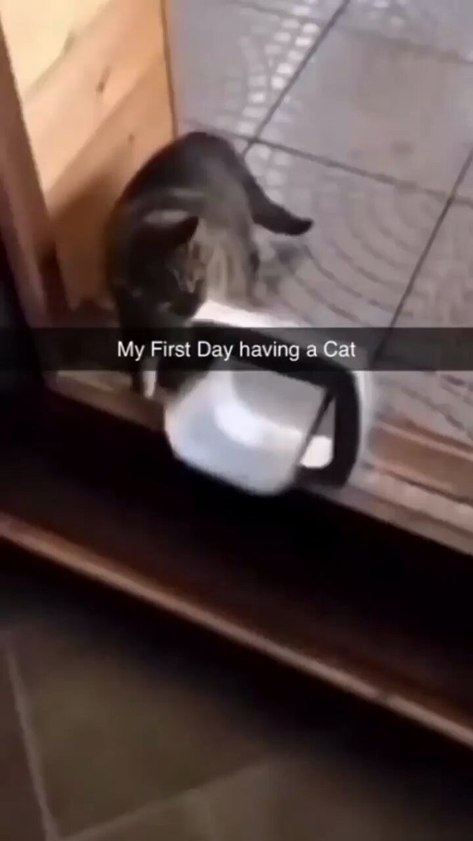 Punch Cat - https://t.co/3c8gx6nhYP