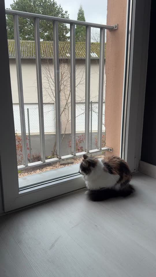 #cat #cats #chat #french #francais 
