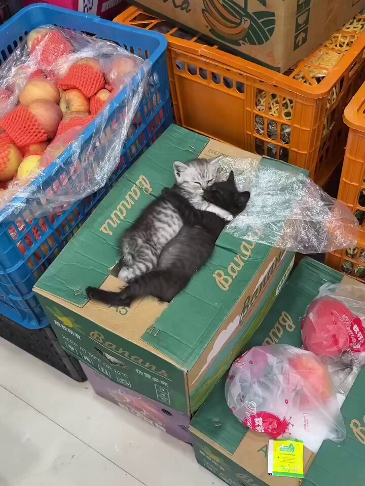 CAT LOVERS - I NEED even just 1% of this 🥹✨