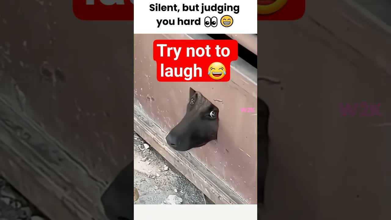 Funny Cats and dogs moments 2026 😂 #cat #funny #shorts