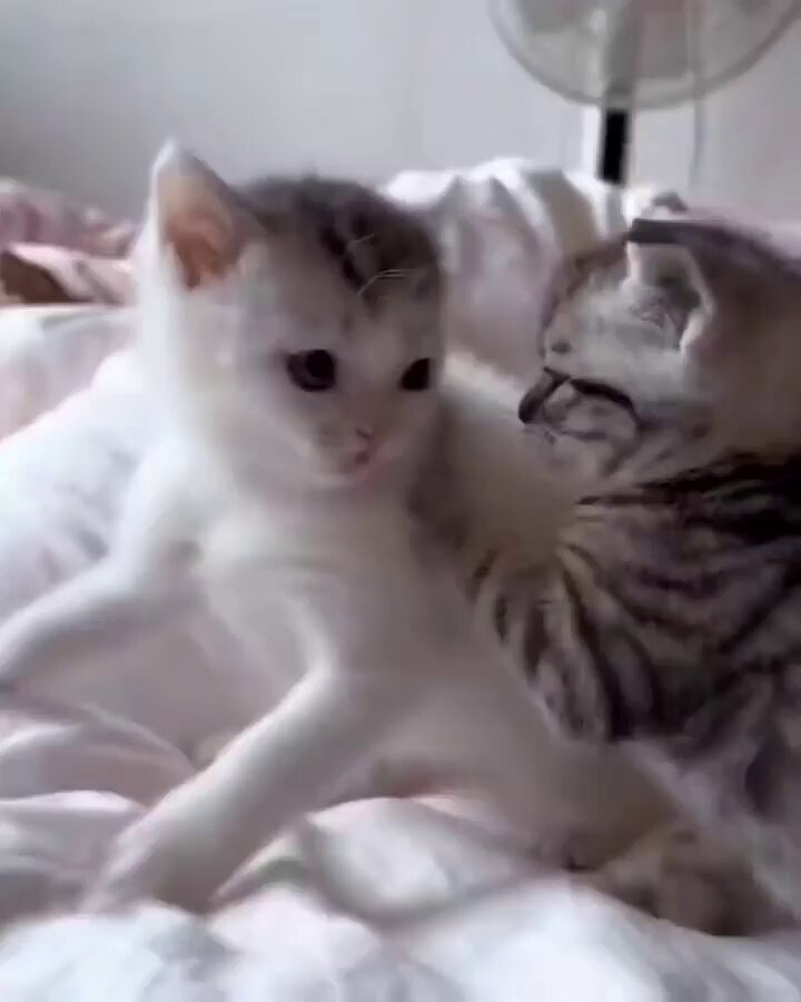 Punch Cat - https://t.co/OmJDvLol1I