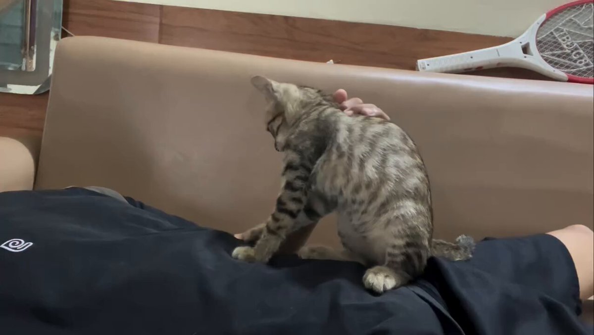 CAT LOVERS - https://t.co/Uu1BpPgIQf