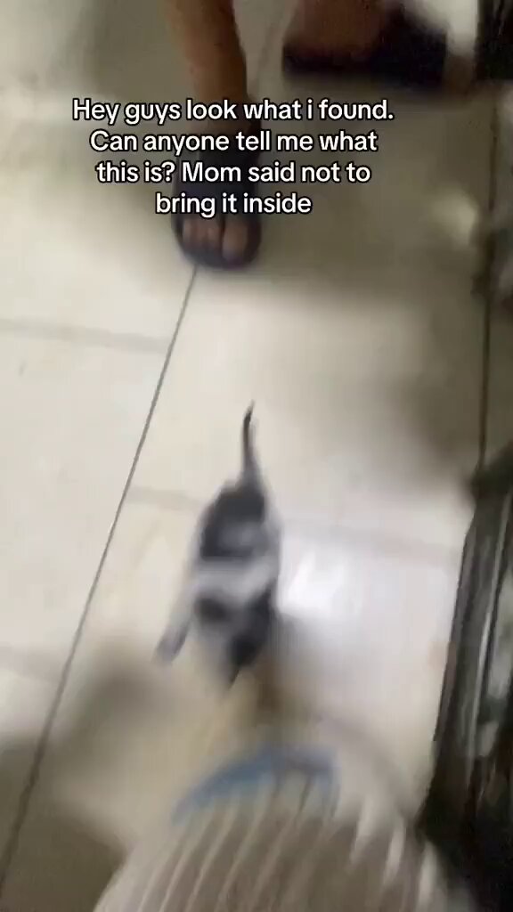 Punch Cat - https://t.co/uldaMfnQAC