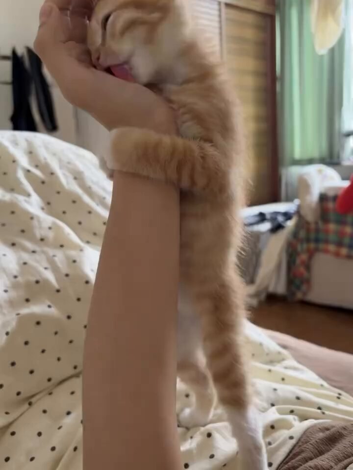 CAT LOVERS - https://t.co/Okt7618PAC