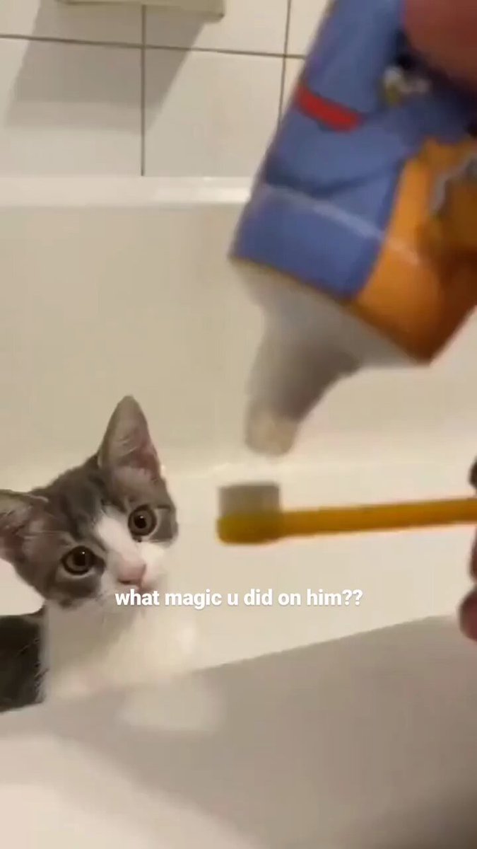 Punch Cat - https://t.co/t1VzW5shh6