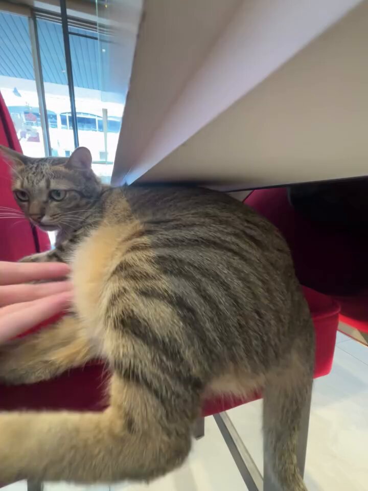 CAT LOVERS - https://t.co/0OjXtoCeZi