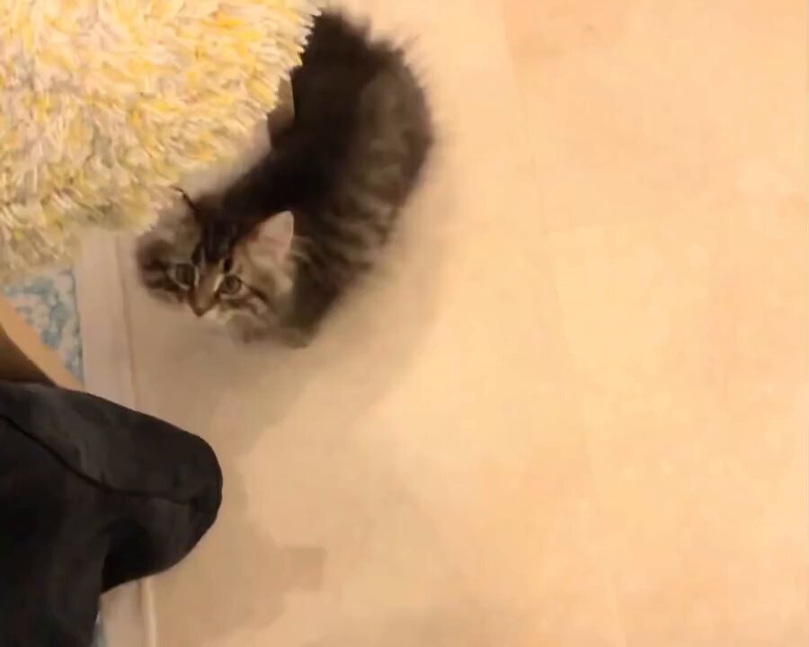 CAT LOVERS - https://t.co/uZ83wpJlOb