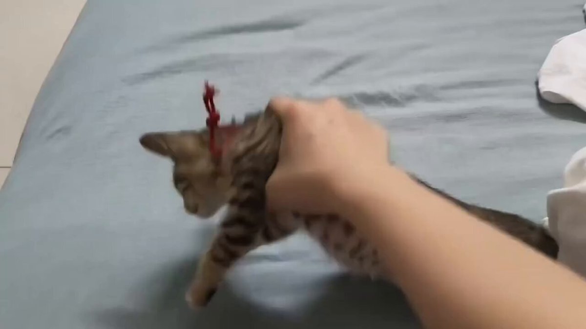 CAT LOVERS - https://t.co/ca0LQyPAft