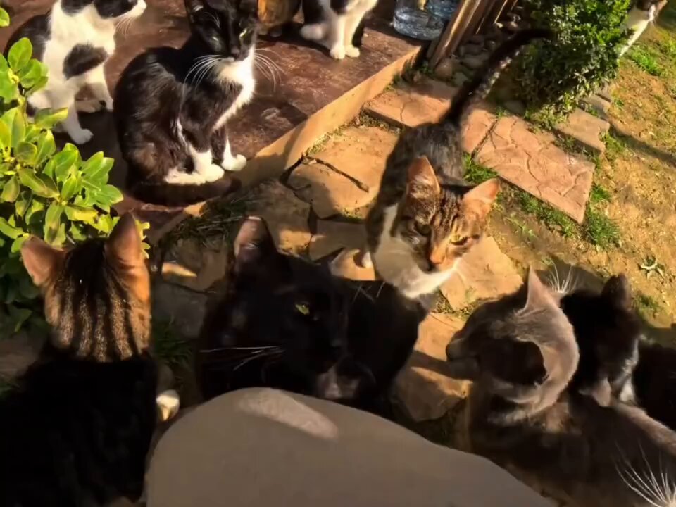CAT LOVERS - https://t.co/4adSuFwL8S