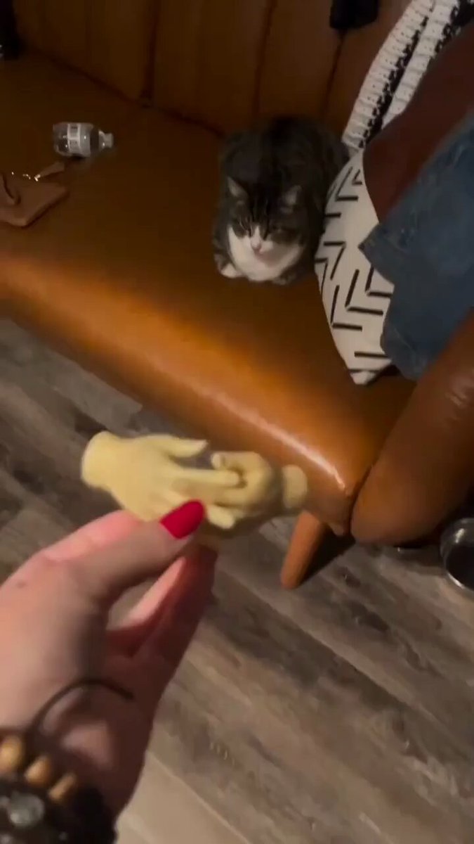 Punch Cat - https://t.co/nMCgapXYdF