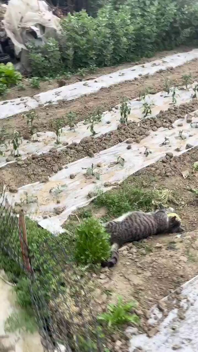 We don't deserve cats 😺 - He's taking a nap after eating a huge amount of vegetables. 🥕 🤣