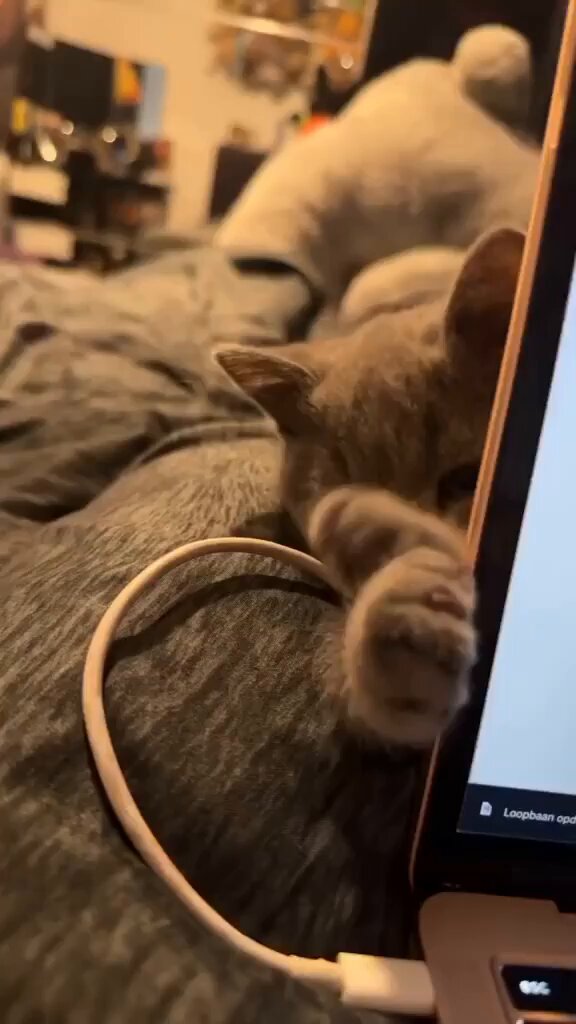 Punch Cat - https://t.co/0IO4tZ66gt