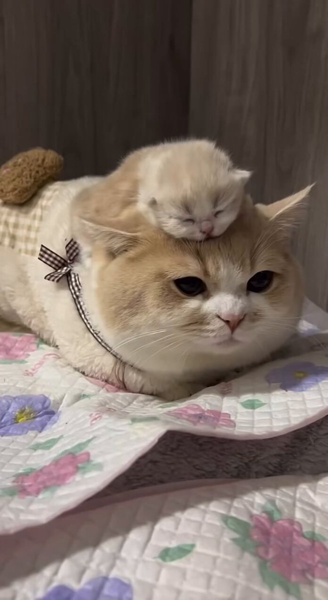 CAT LOVERS - https://t.co/nvMTLLCHdW
