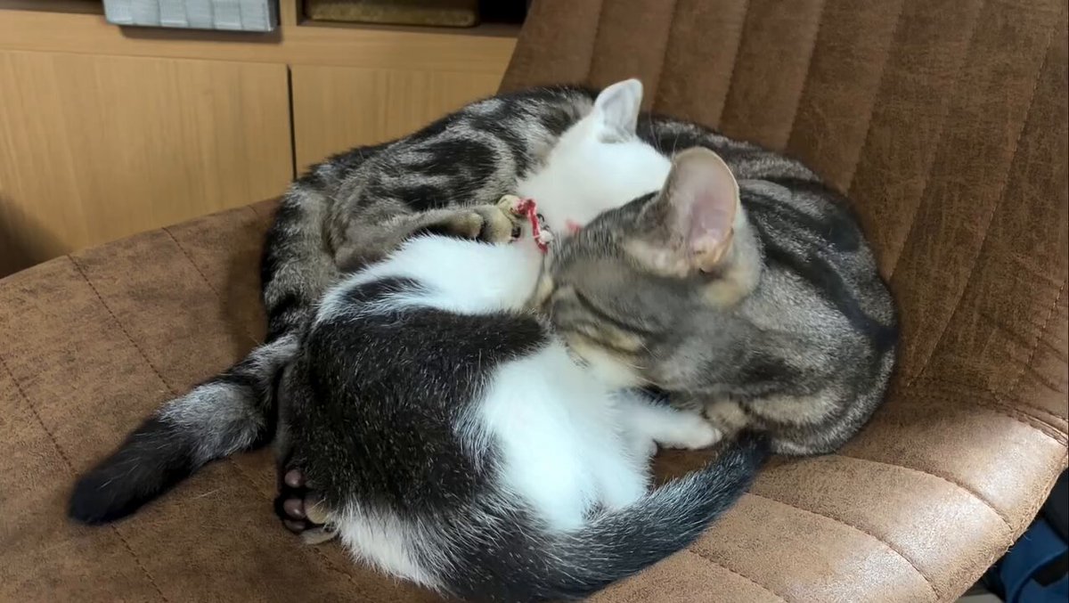 CAT LOVERS - https://t.co/DCqQQKfoEw