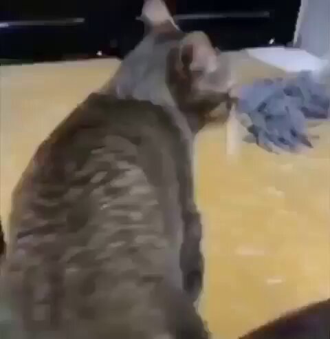 Punch Cat - https://t.co/Zewn2BKcLd