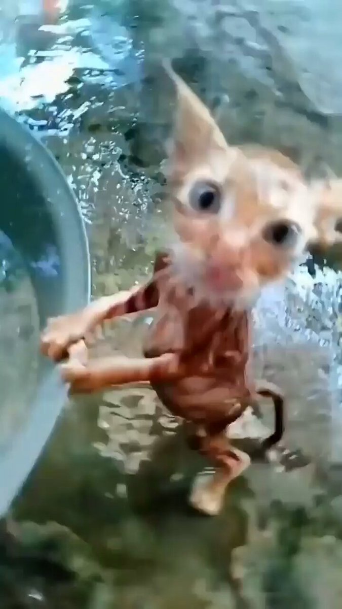 Punch Cat - https://t.co/VSsXhTcsX6