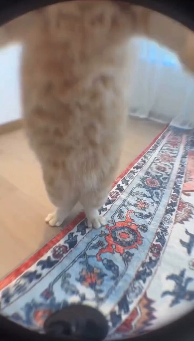 CAT LOVERS - https://t.co/uYSSIPcoZP