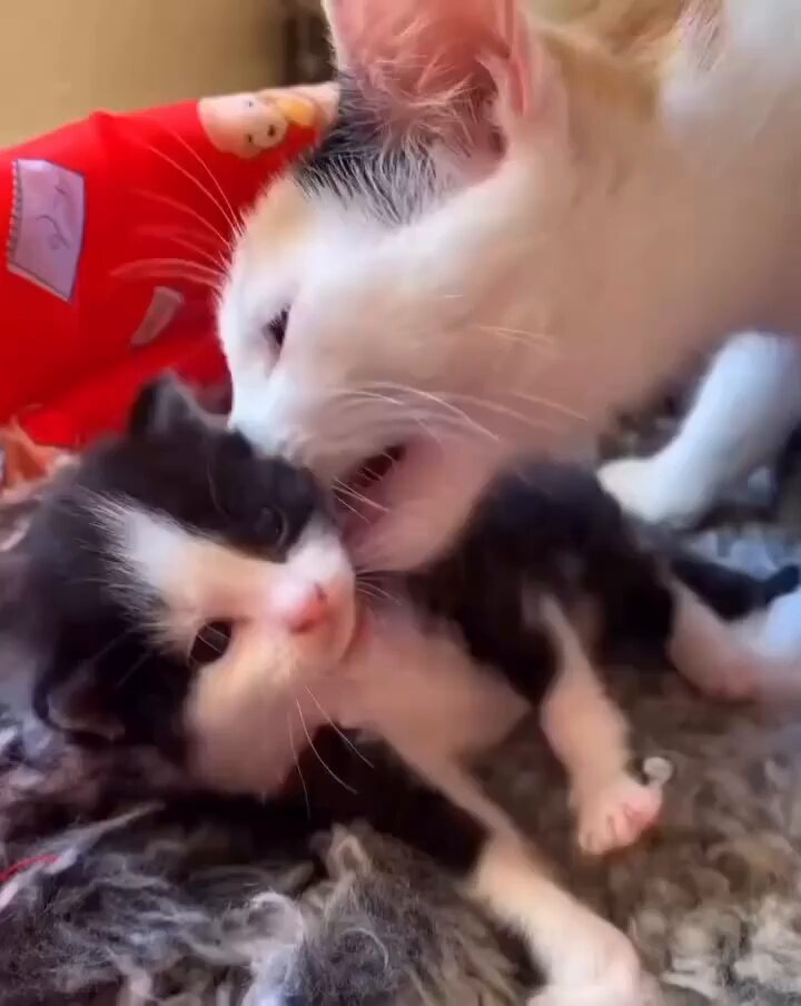 Punch Cat - https://t.co/5TT4fV1RMD