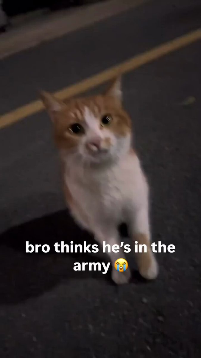 Punch Cat - https://t.co/VWu6mWue9H