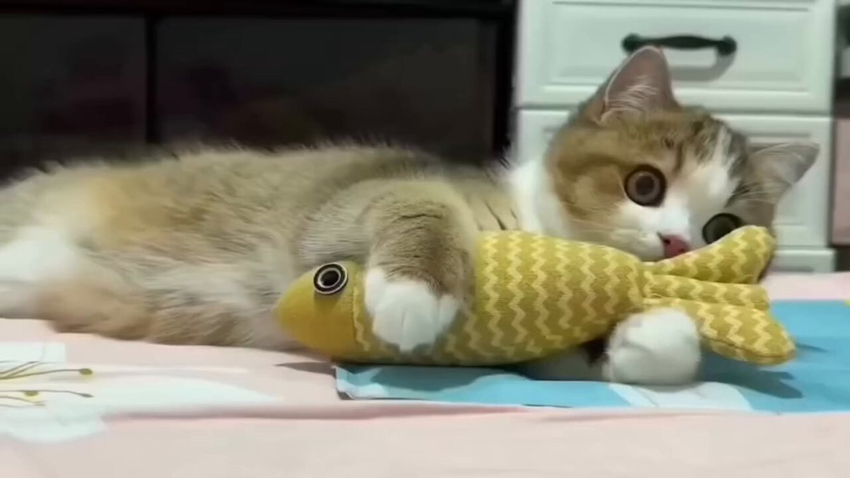 CAT LOVERS - https://t.co/WAVeF5TdXi