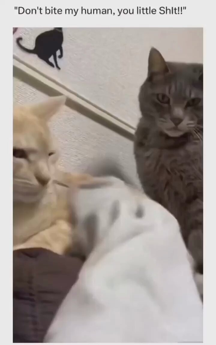 Punch Cat - https://t.co/rIBWdAAji9