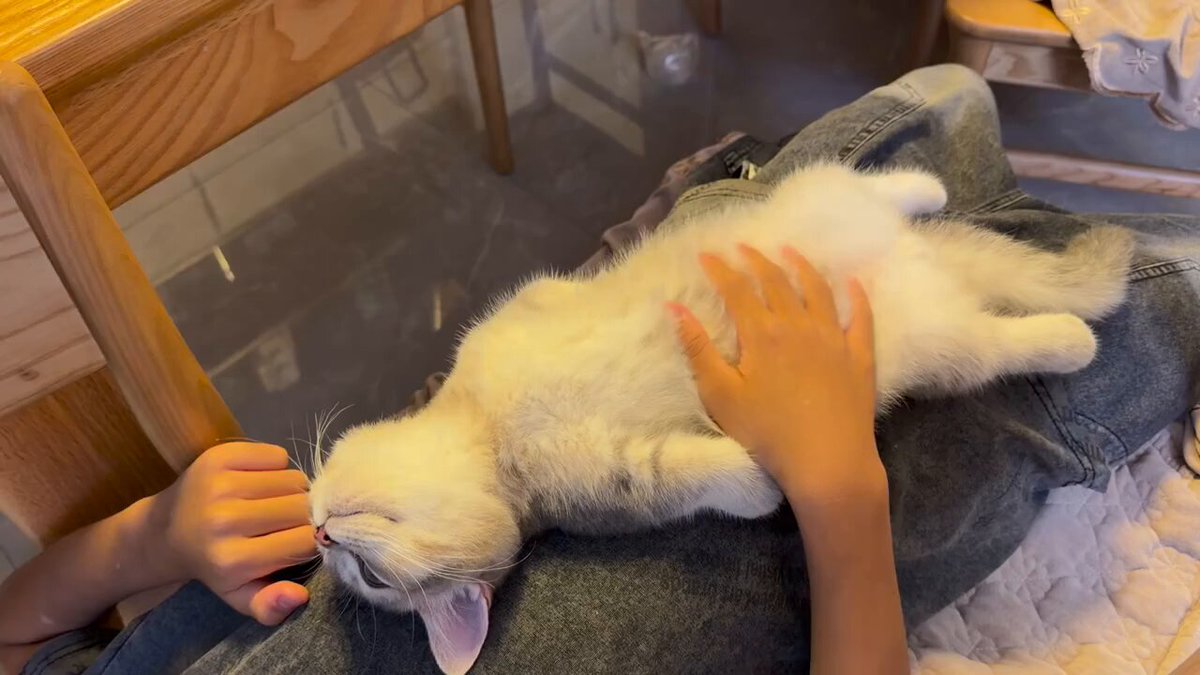 CAT LOVERS - https://t.co/E87FlYK7Hf