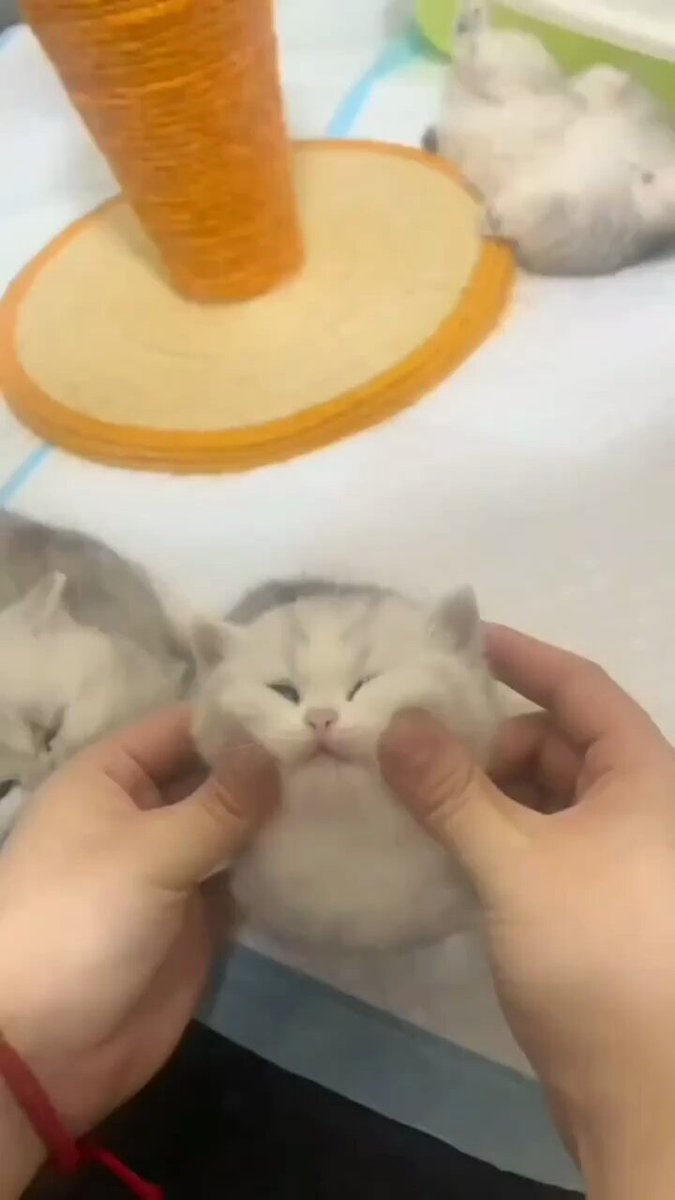Punch Cat - https://t.co/iAyMKEK9Cp