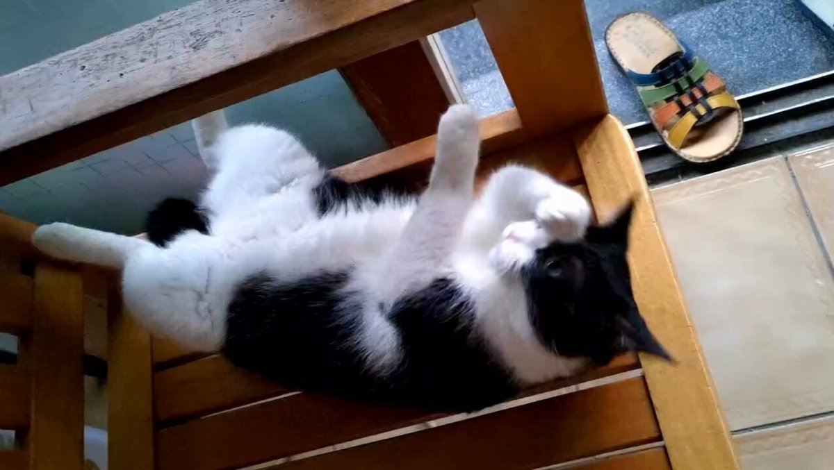 CAT LOVERS - https://t.co/UPU4uf9luS