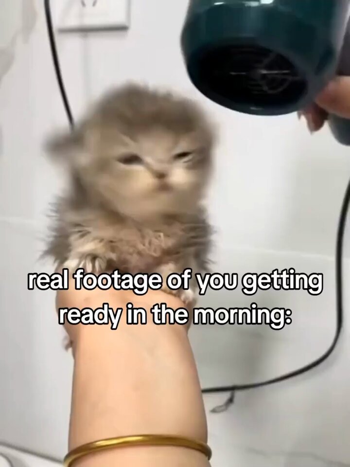 Punch Cat - https://t.co/nJfmP0qzPx