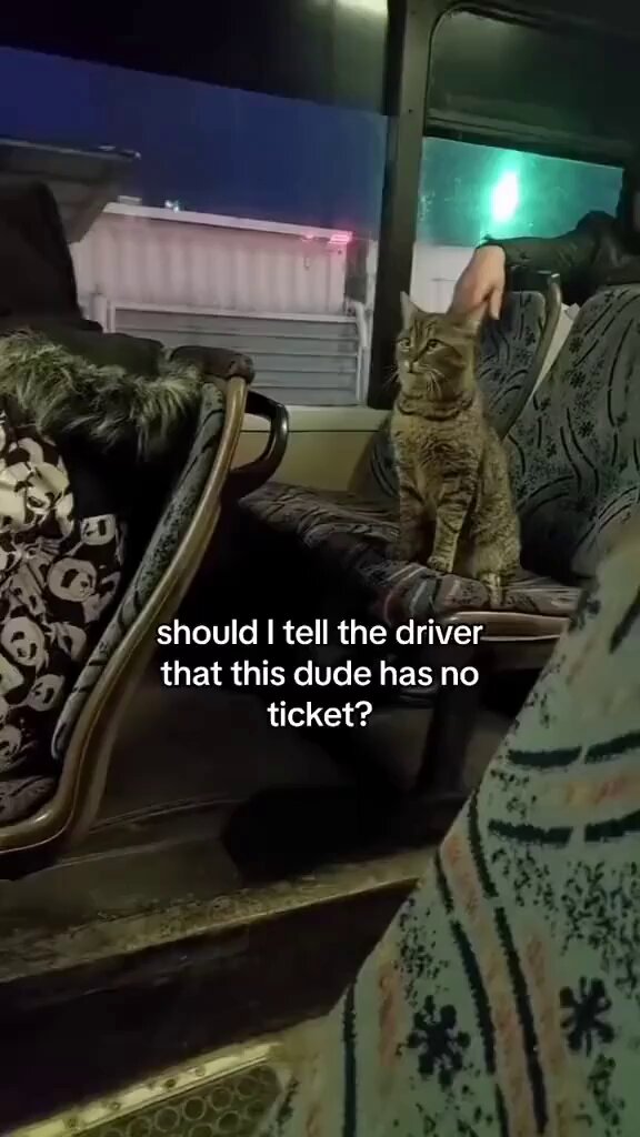 Punch Cat - https://t.co/Ed7yLA6oMf