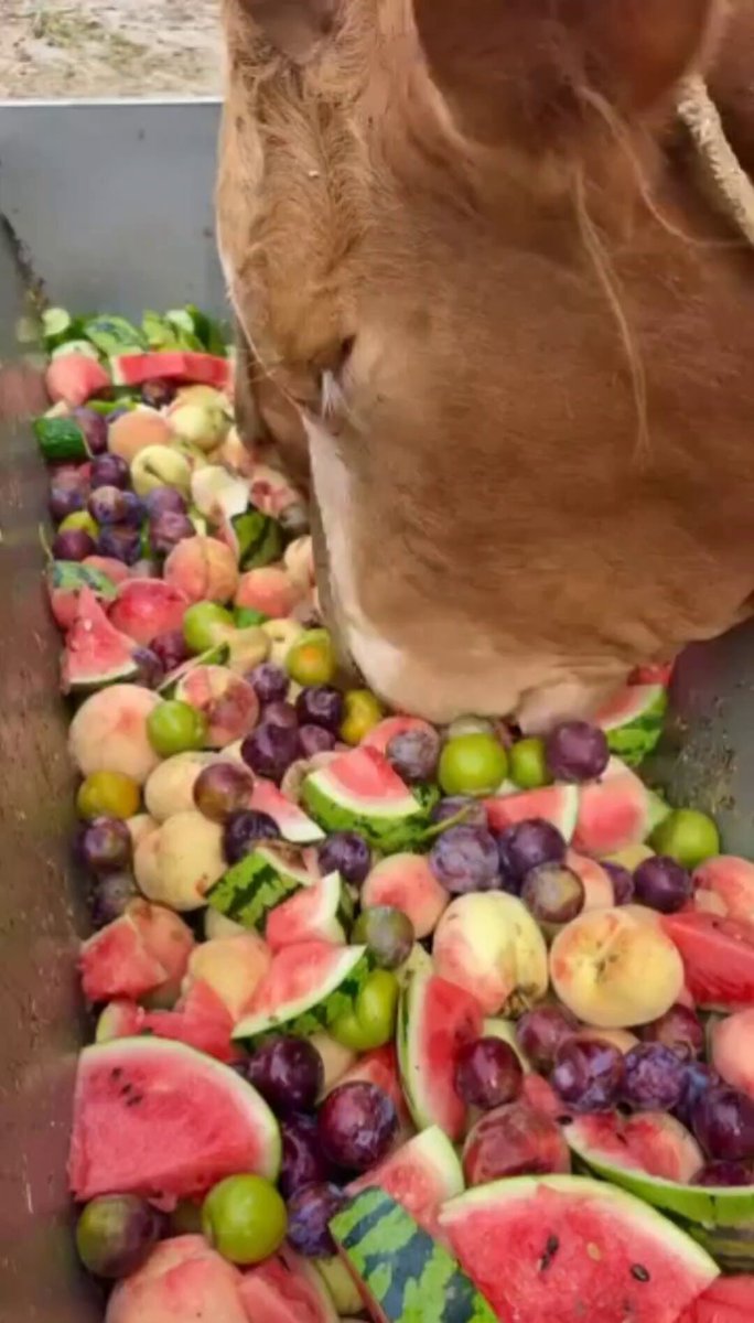 Nature is Phenomenal - Summer is here, and the cows also need to replenish nutrients and vit...