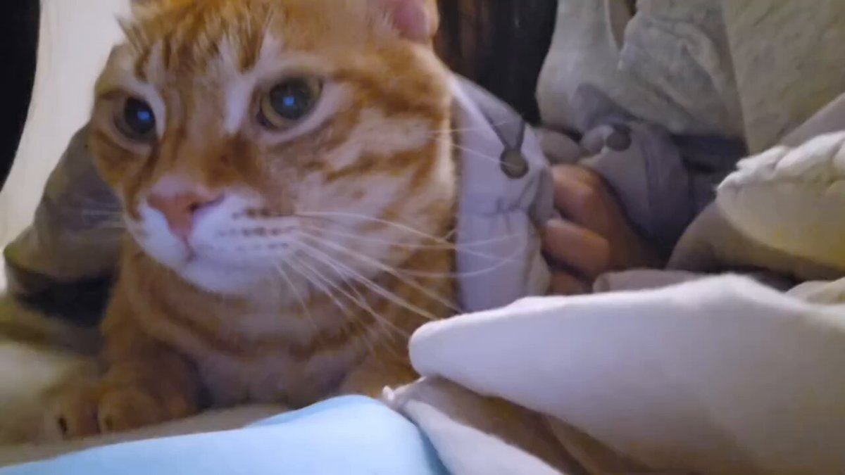 CAT LOVERS - https://t.co/5tgX1UShch