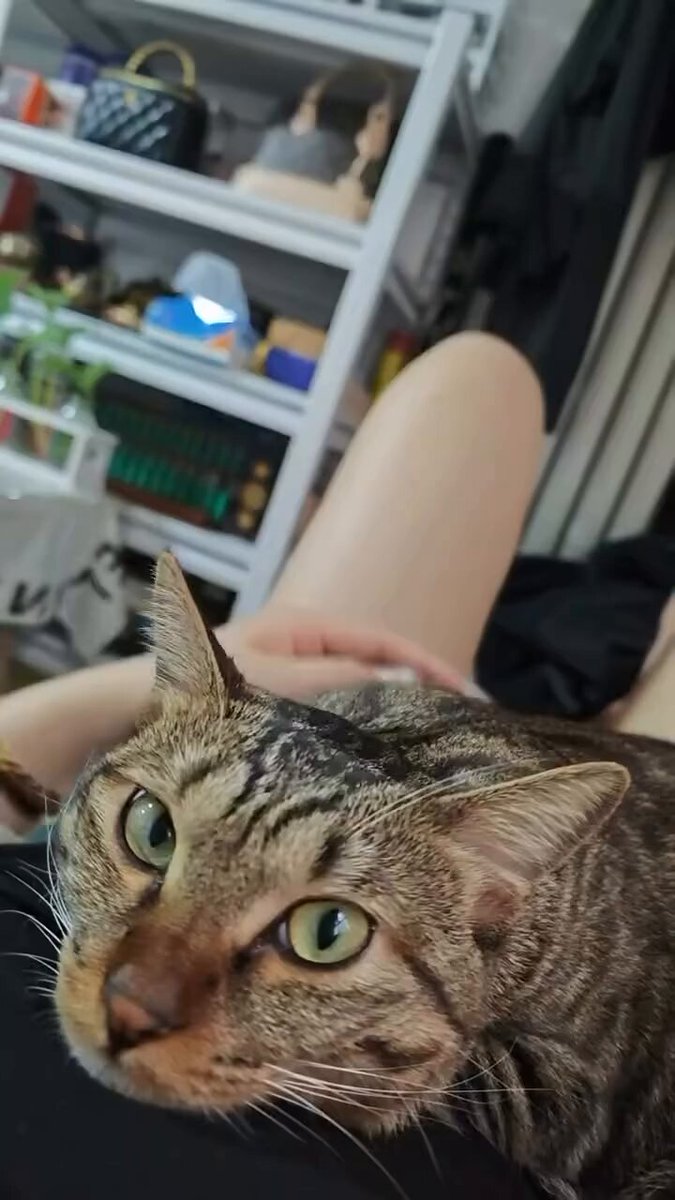 CAT LOVERS - https://t.co/qCOkyaVs8l