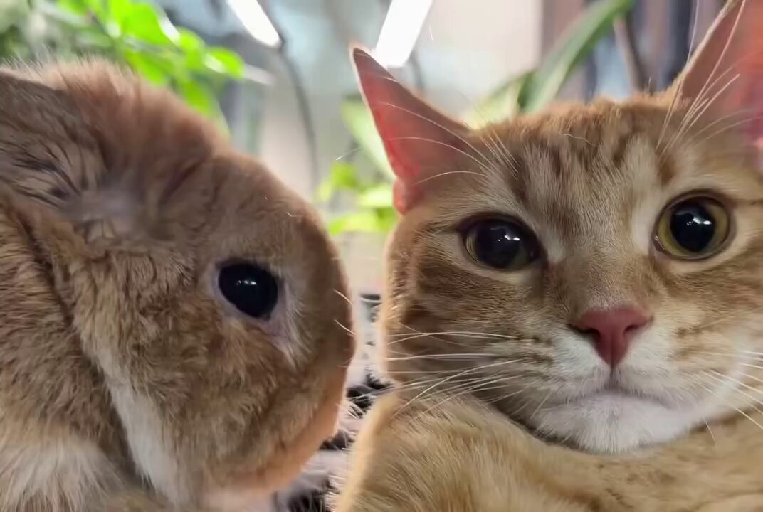 CAT LOVERS - https://t.co/pTTC1dUIBk