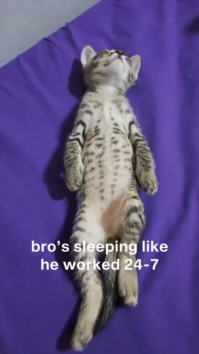 Punch Cat - https://t.co/nvLCg9Ux9z