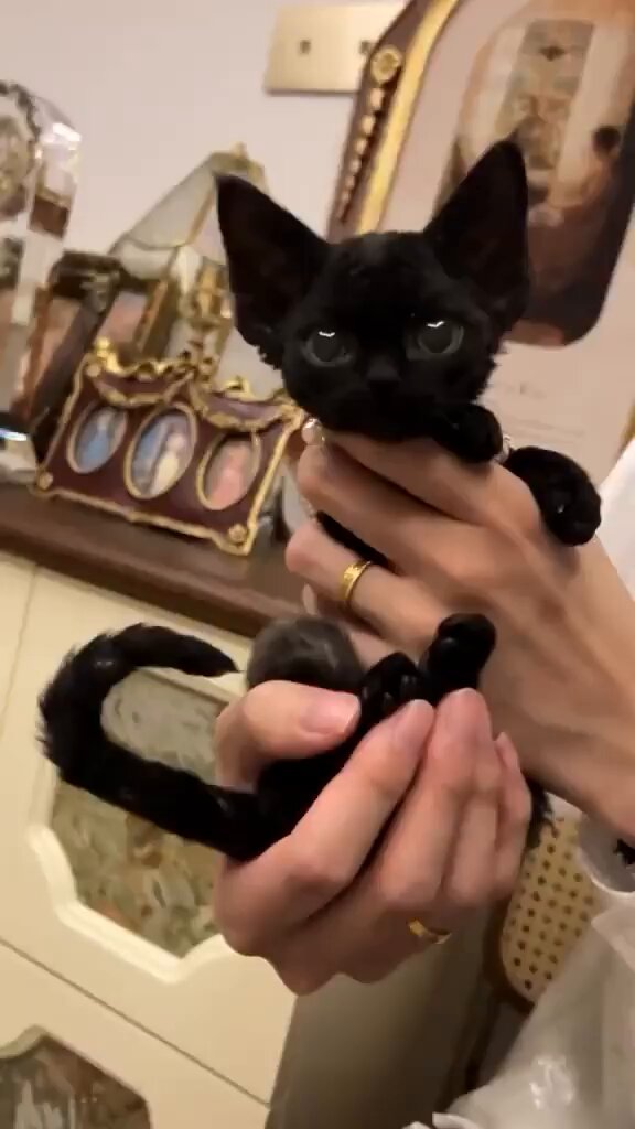 Punch Cat - https://t.co/a2PRSZNL5f