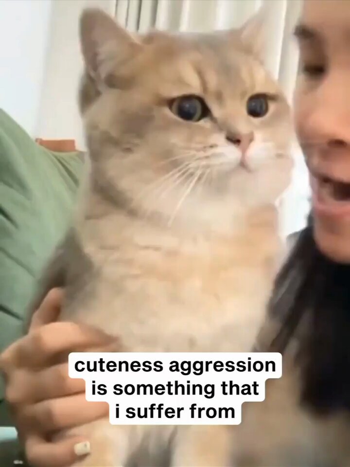 Punch Cat - https://t.co/zqOfG33r9w