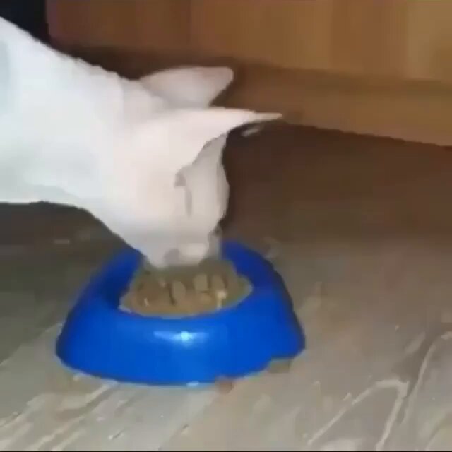 Punch Cat - https://t.co/18DbWJ75C4