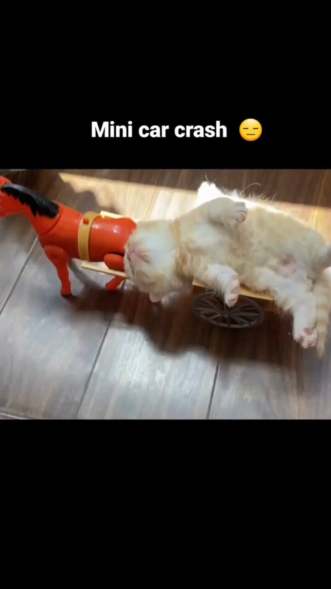 Punch Cat - https://t.co/7cIEwjna4g