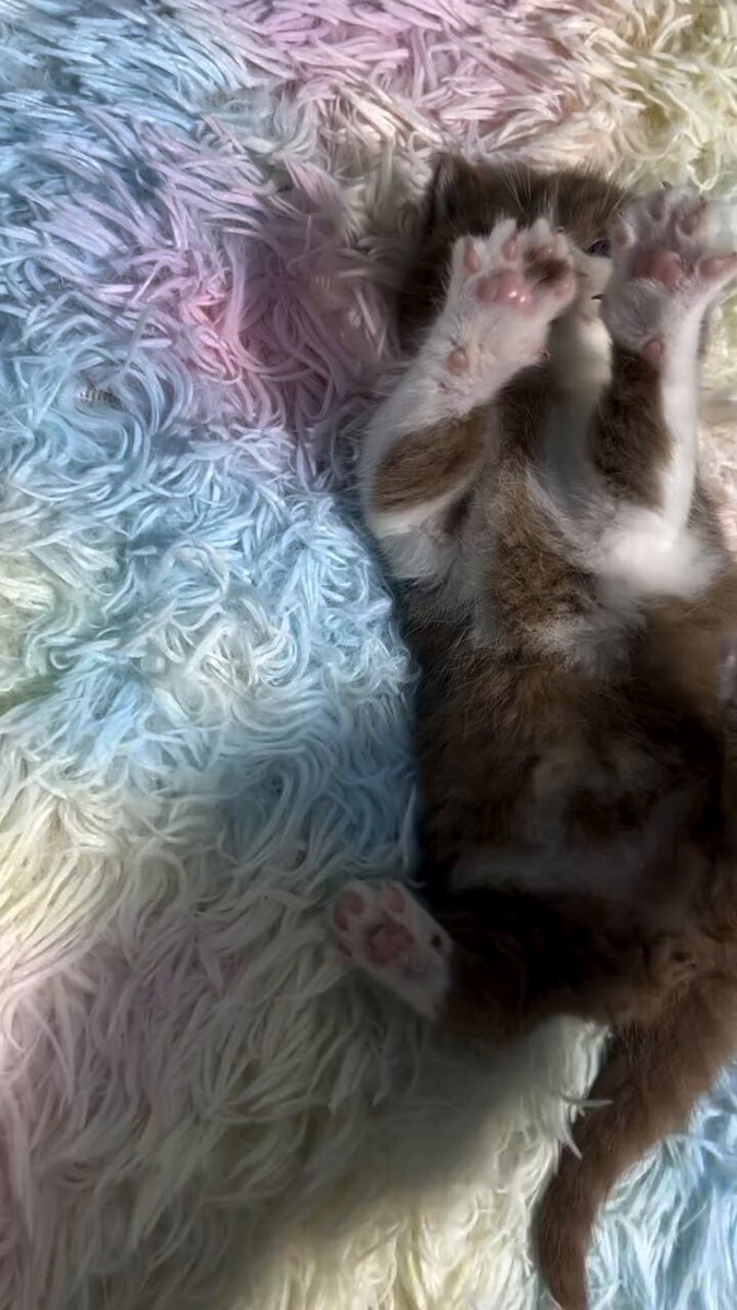 CAT LOVERS - https://t.co/bTNnzpPQ14