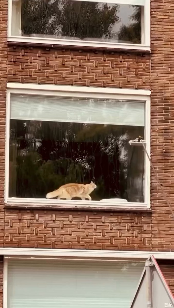 CAT LOVERS - https://t.co/r5uyfsIVEv