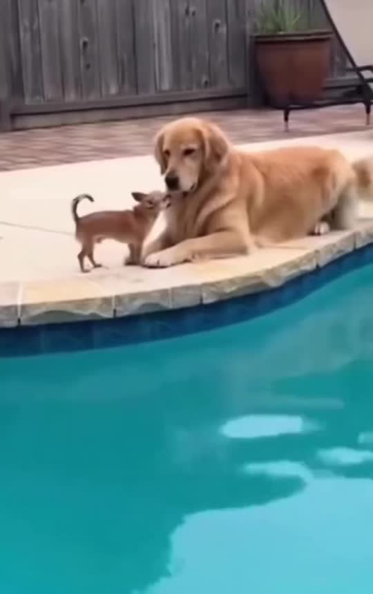 #dog #dogs #dogsvideo #meme #memedog 