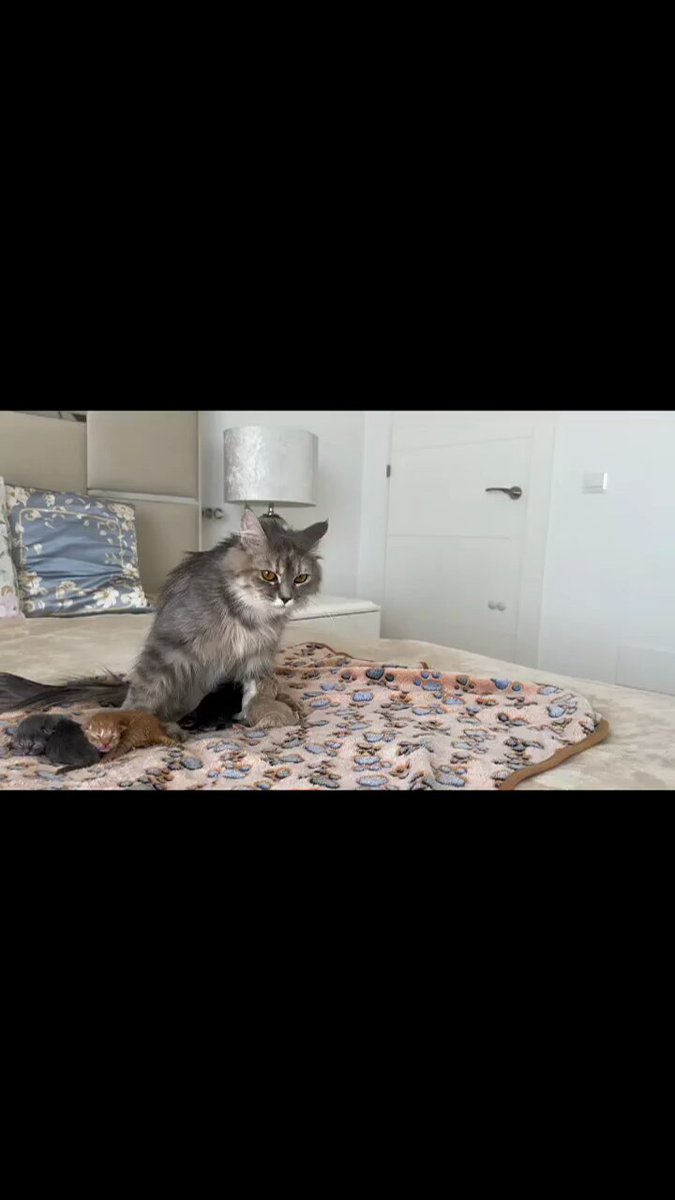 Punch Cat - https://t.co/C5IZSUp4O9