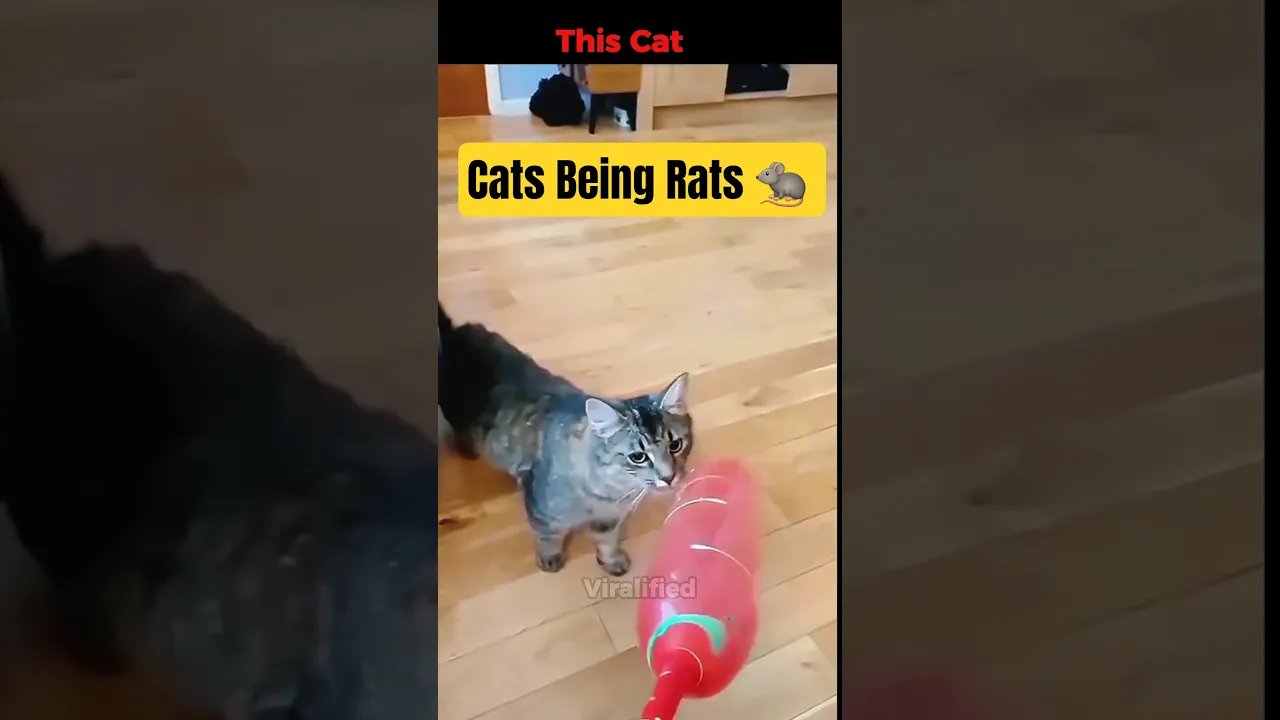 Funniest Cat 🐈 Fear 😨 Moments #shorts #funny #funnycats #catmoments #viralshorts